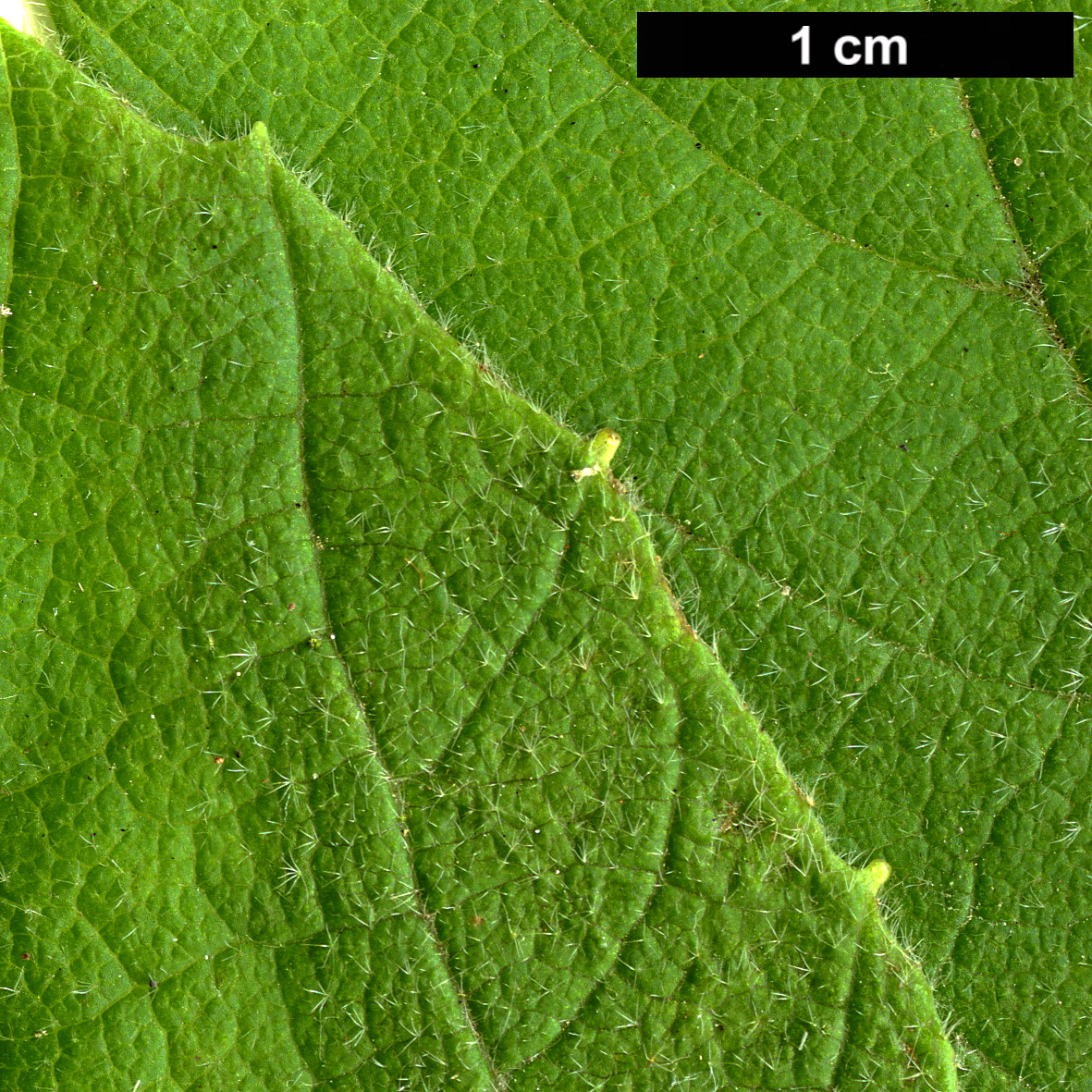 High resolution image: Family: Adoxaceae - Genus: Viburnum - Taxon: tiliifolium